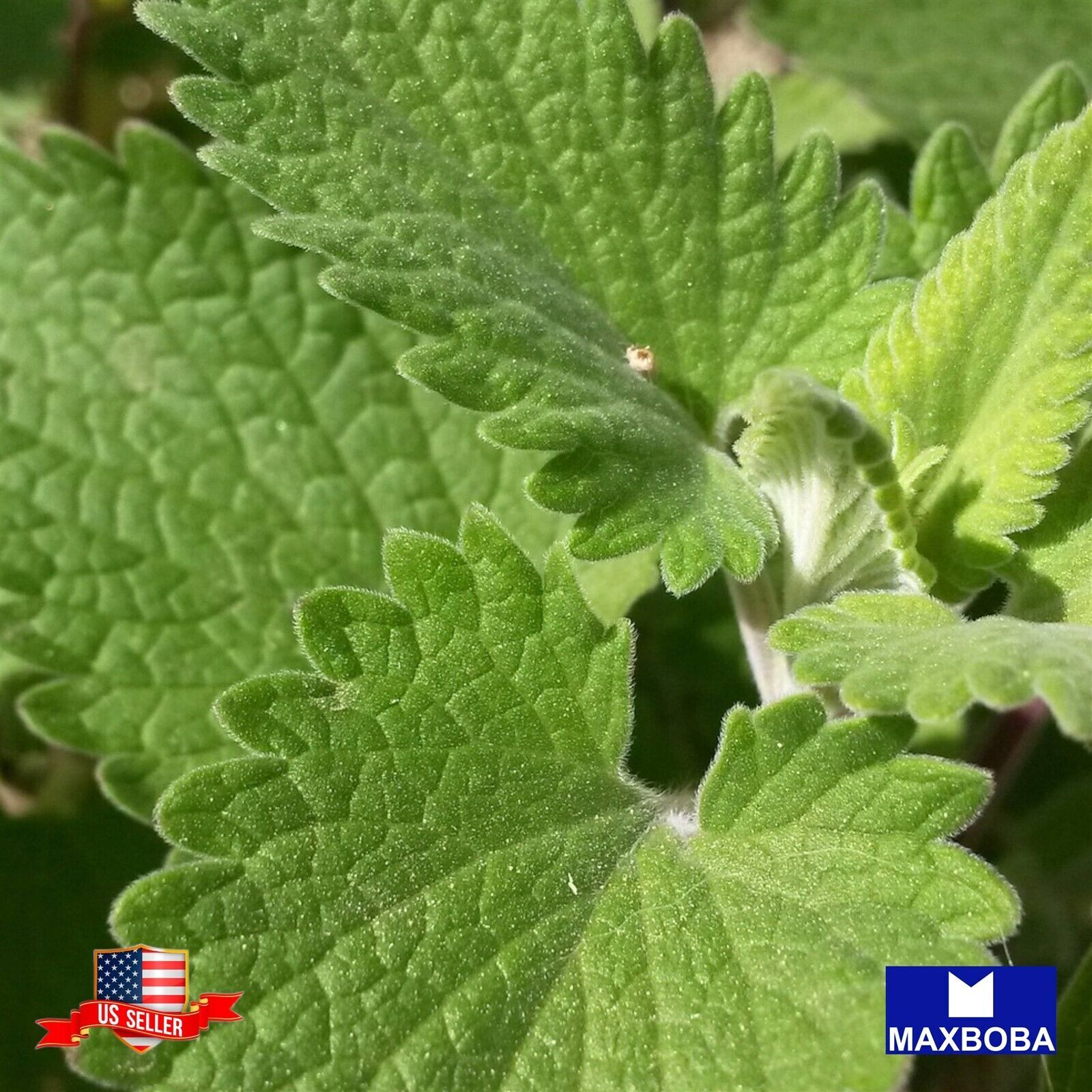 Premium Fresh 4800 Seeds Catnip Non-GMO Heirloom Herb Garden