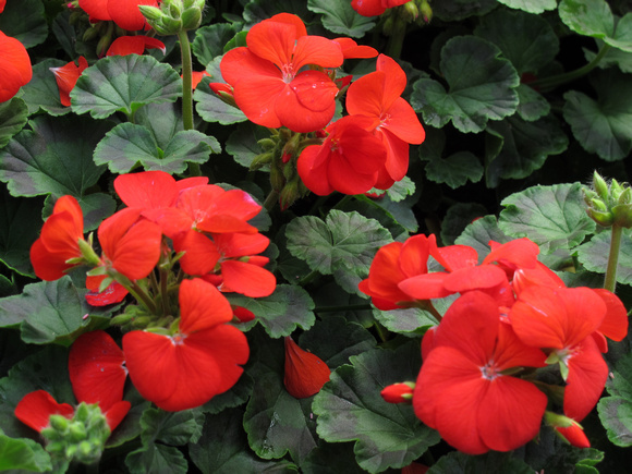 15 Geranium Seeds Pinto Deep Red