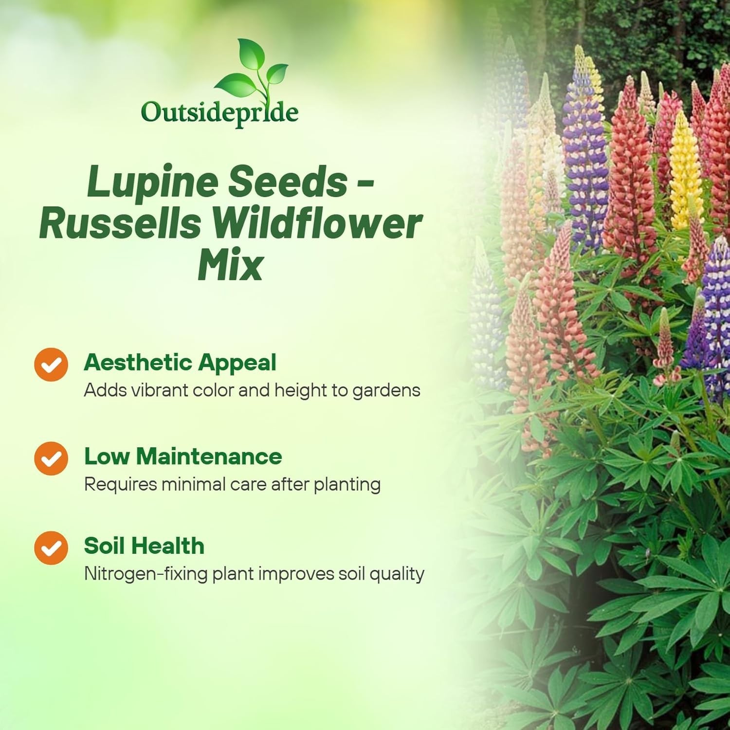 Mixed Russell Lupine Seeds – 1/4 Lb. Perennial & Pollinator-Friendly Wildflower