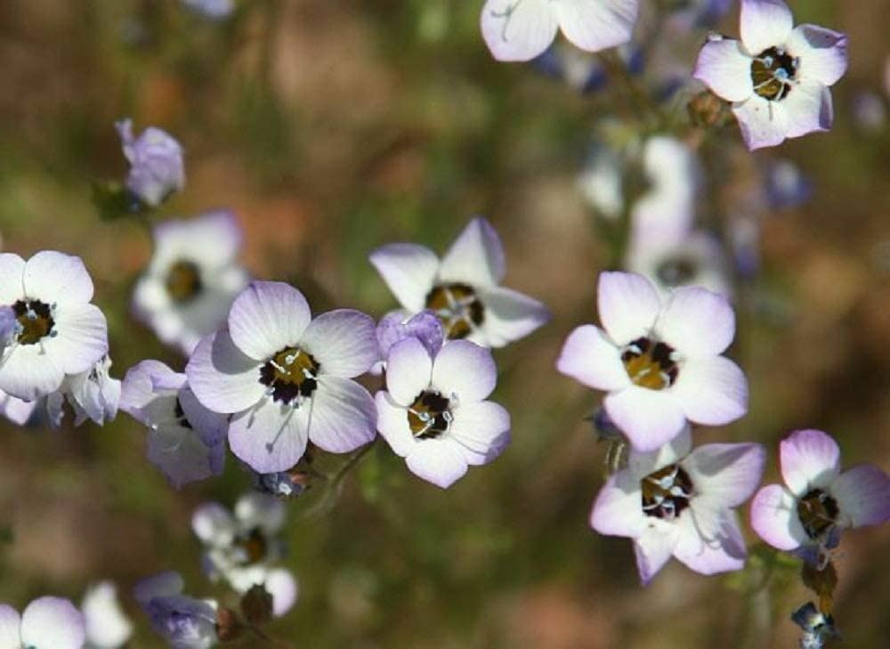Birds Eye Tricolor Gilia Flower Seeds, “COOL BEANS N SPROUTS”