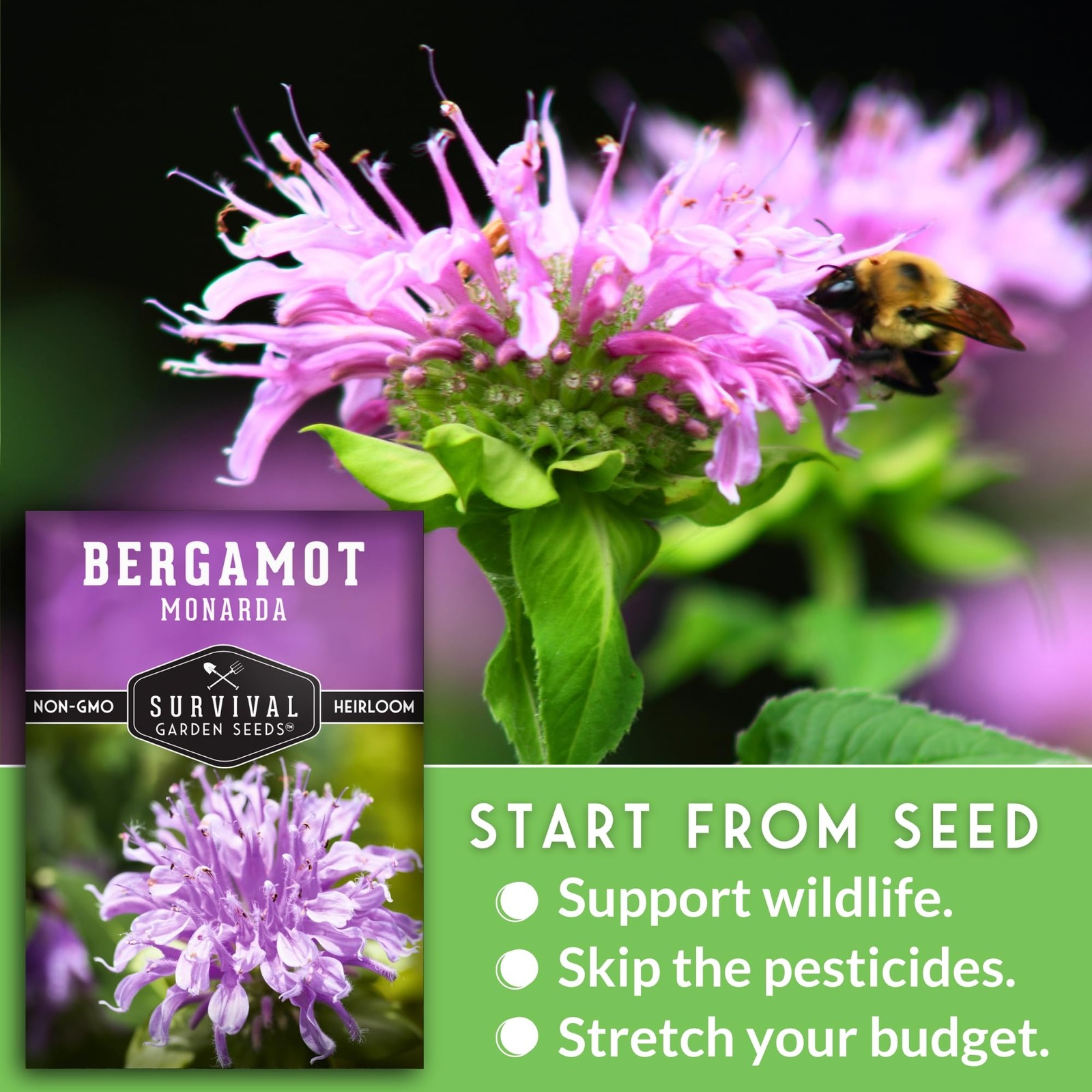 Bee Balm Seeds Wild Bergamot Perennial Native Flower Fragrant Medicinal 5 Packs
