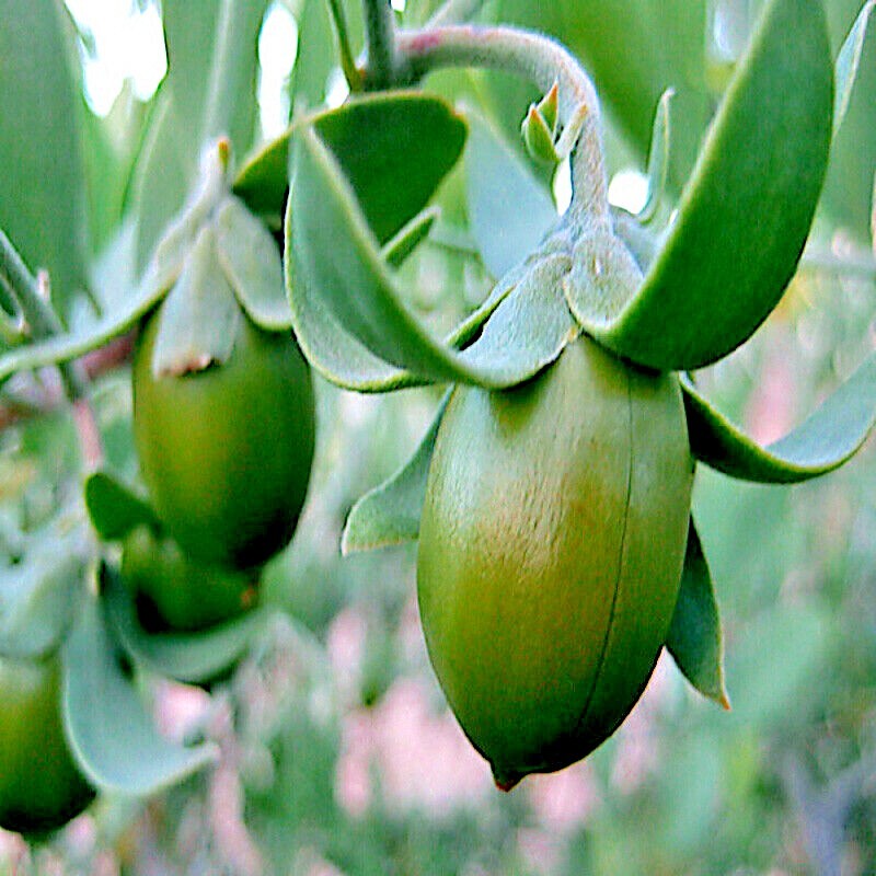 JOJOBA TREE SEEDS (Simmondsia chinensis) Medicinal Fruit Oil Goat Nut Plant RARE