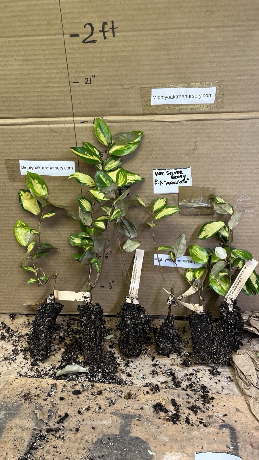 Variegated Silver berry E.P. “Maculata” 1 year old plant