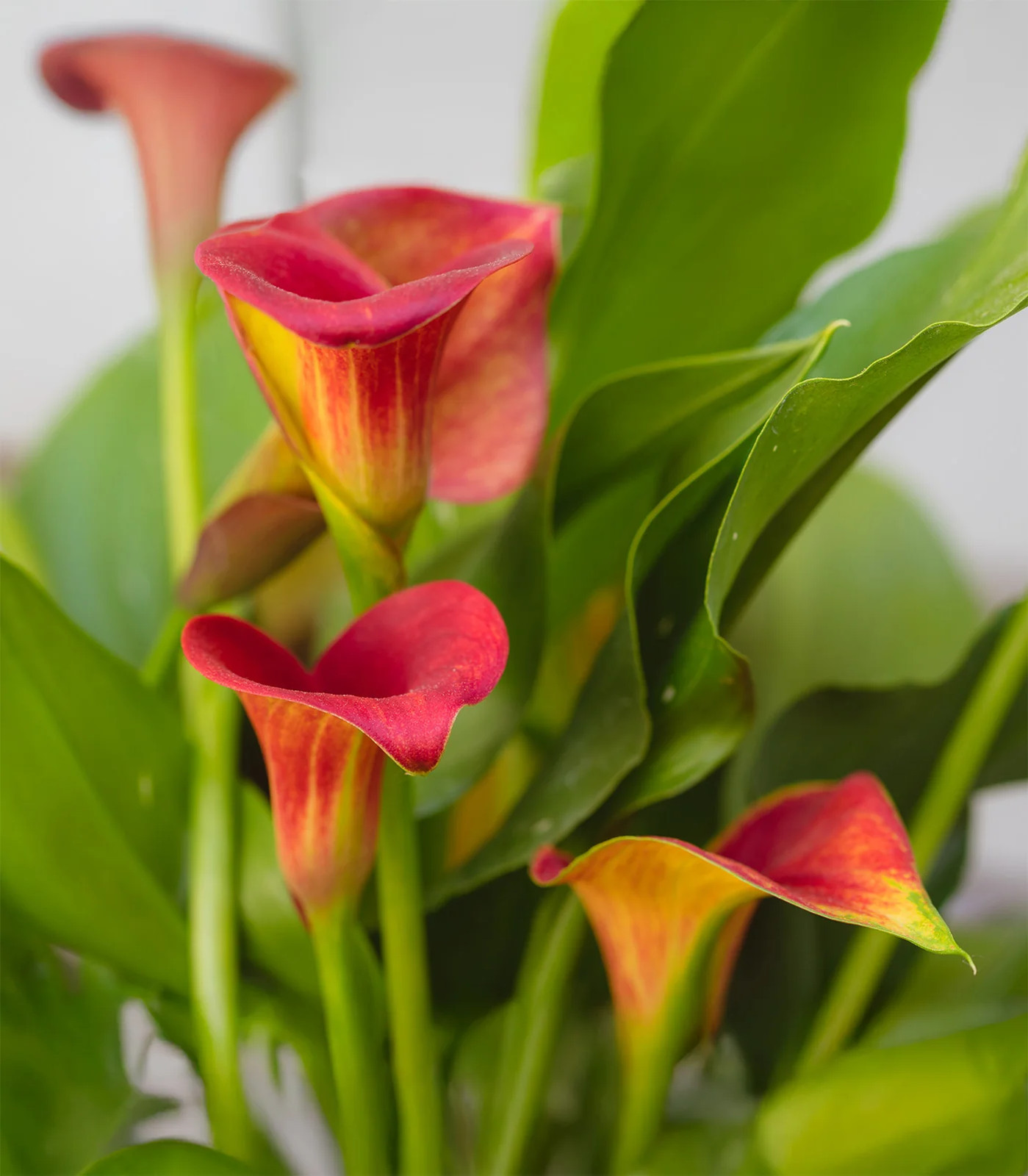 Allure Calla Lily – 3 tubers
