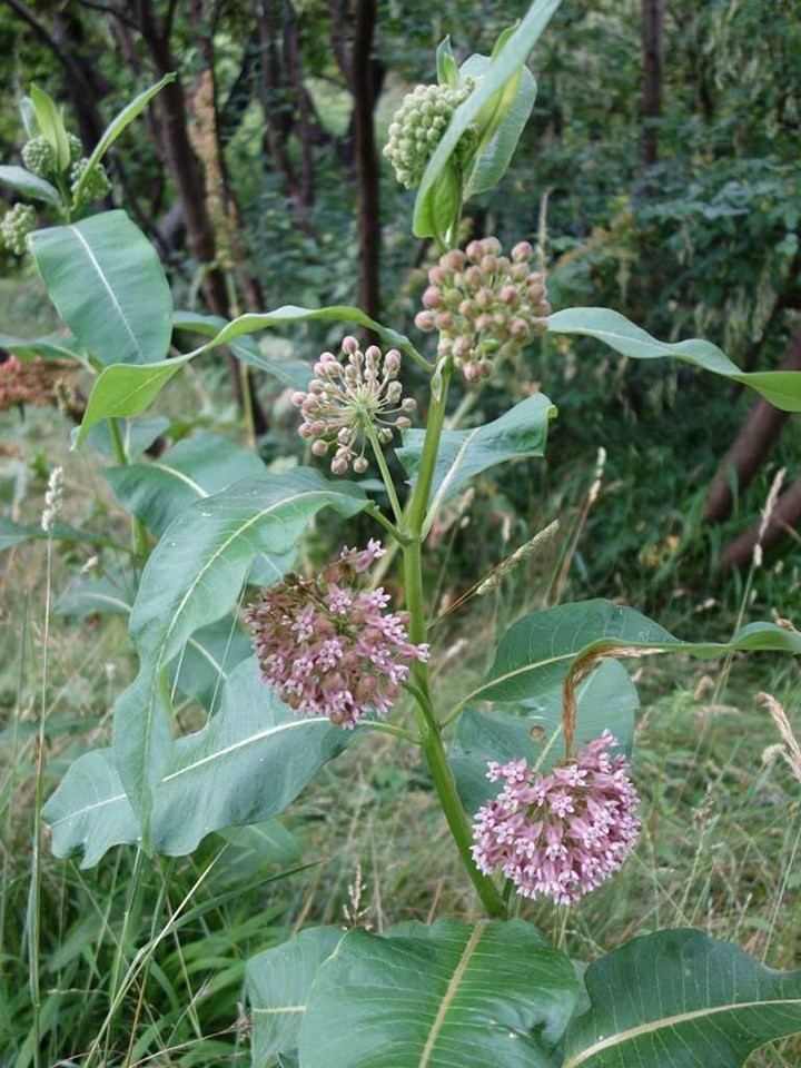 100+ Hardy Common Milkweed (Asclepias syriaca) Seeds Attract Monarch Butterflies