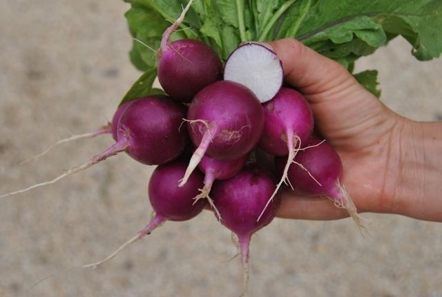 100+ Purple Plum Radish Seeds ——— Heirloom – NON GMO – Organic