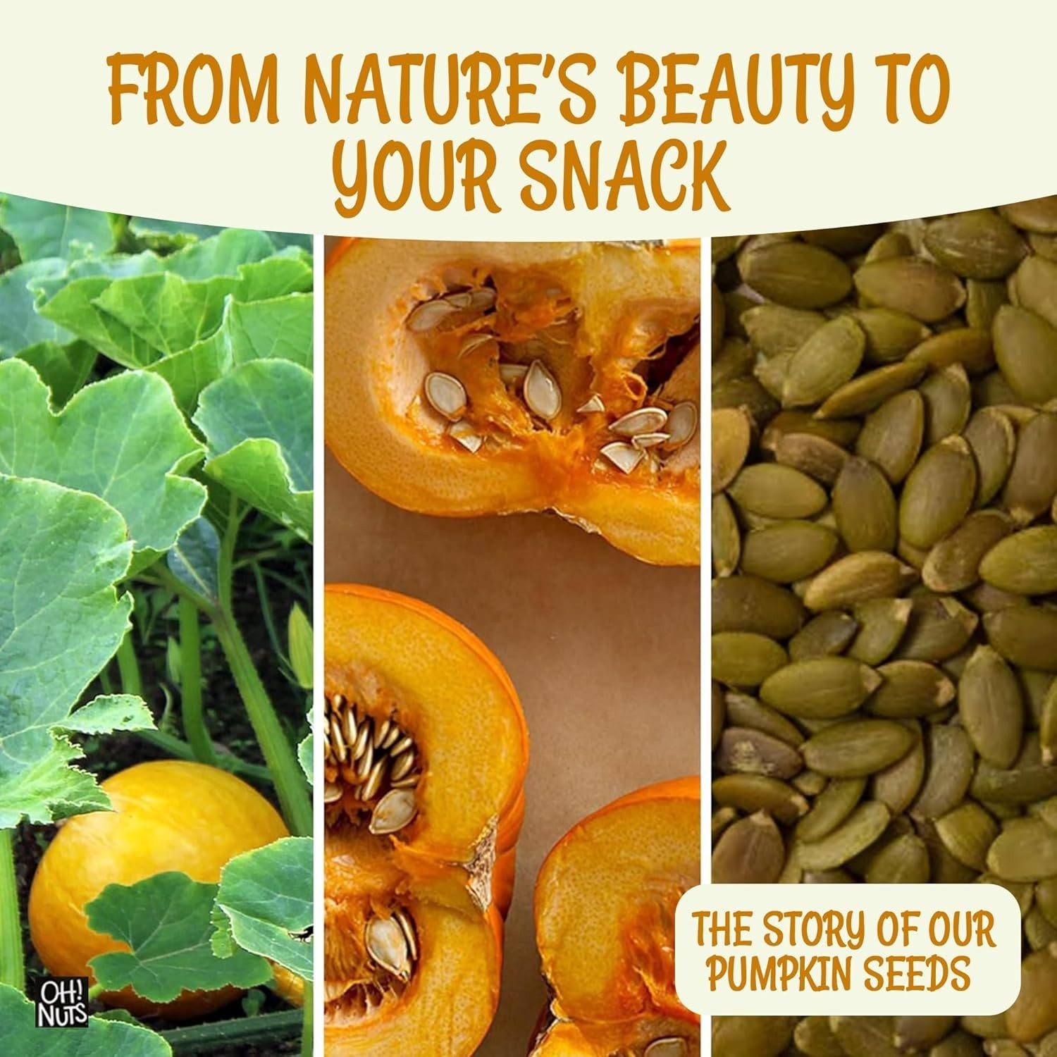 Kosher Certified Roasted Pumpkin Seeds – 2 lb Pack