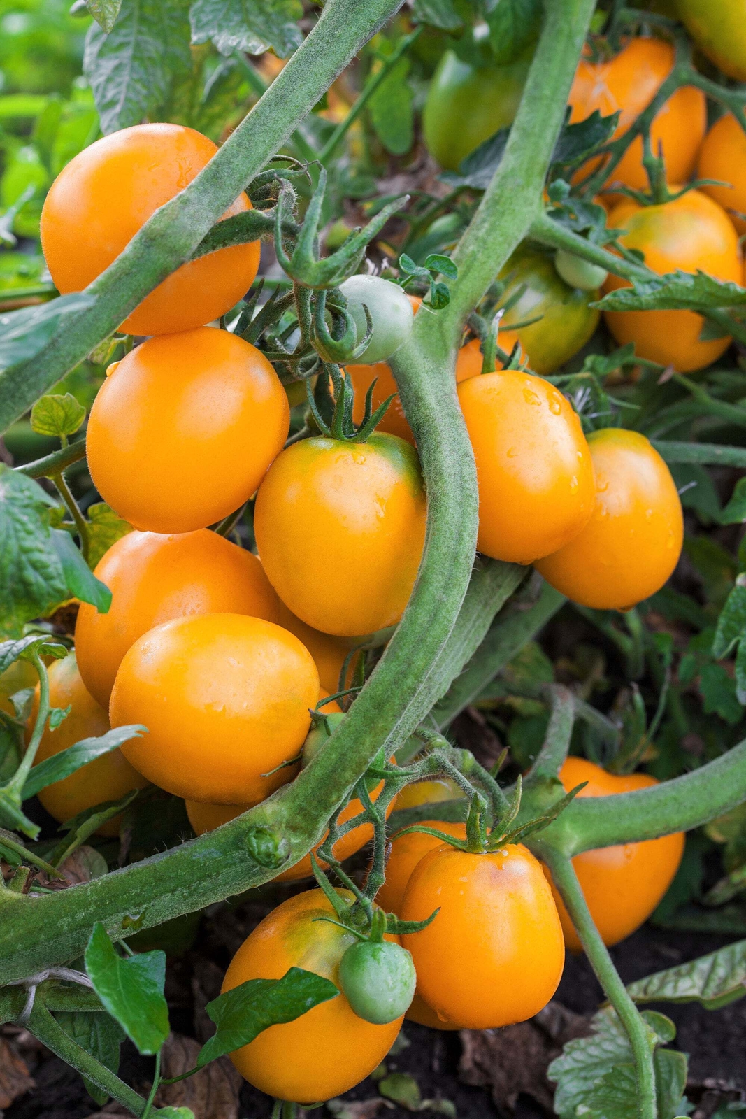 100 ORANGE CHERRY TOMATO Heirloom Solanum Lycopersicum Indeterminate Seeds