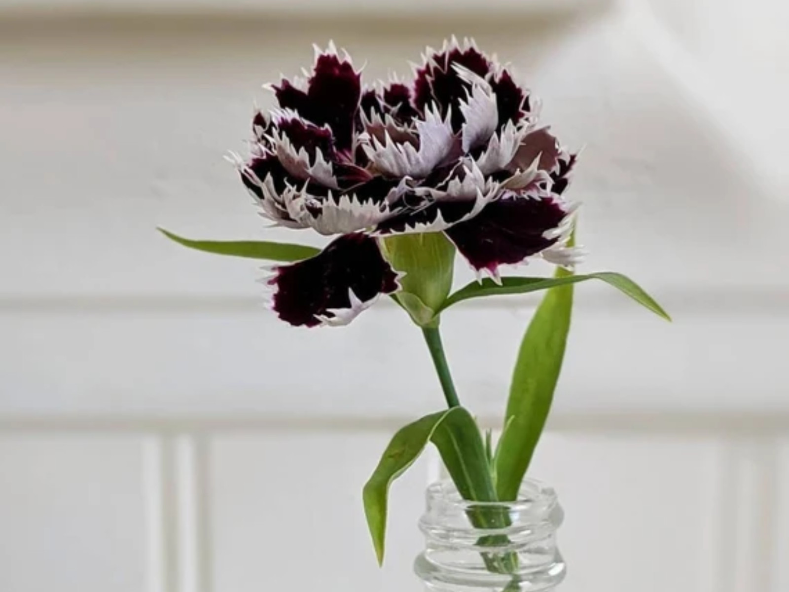 30 Seeds| China Pink ‘Black Velvet and Lace Carnations – Dianthus Flowers Seeds