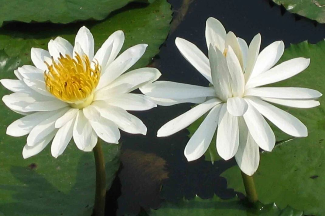 10 WHITE WATER LILY Pad Nymphaea Pond Seeds
