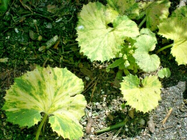 20 VARIEGATED BUTTERBUR SEEDS ( Petasites vulgaris ) – ( 1+ foot wide leaves )