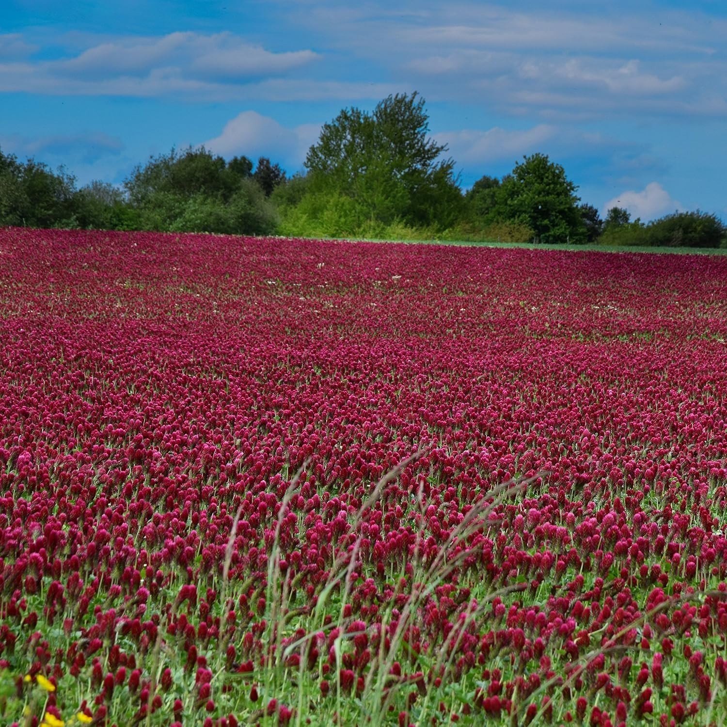 10 lbs. Crimson Clover Seeds – Ideal for Lawns, Cover Crops & Wildlife Forage