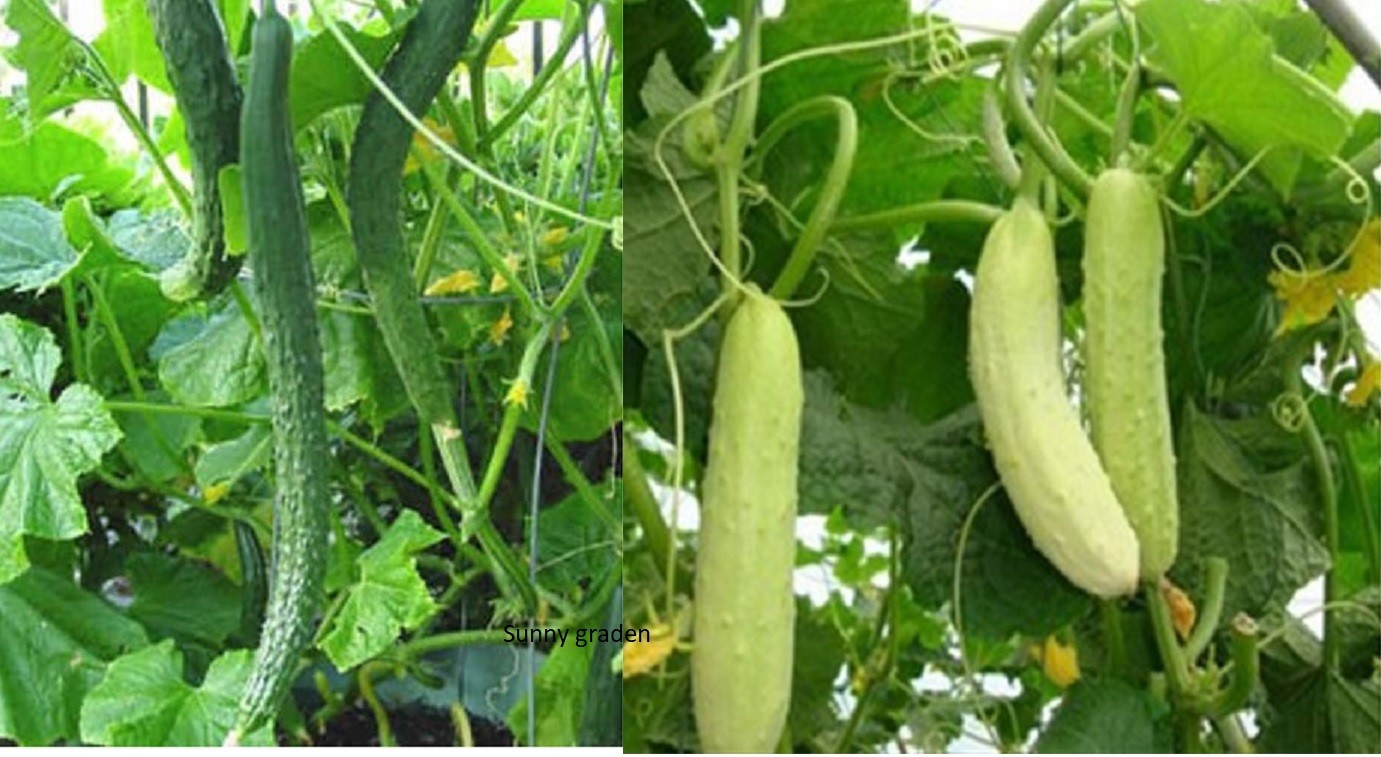 Long Cucumber Seeds White / Green Asian Chinese Japanese Suyo Non-GMO 中国刺黄瓜
