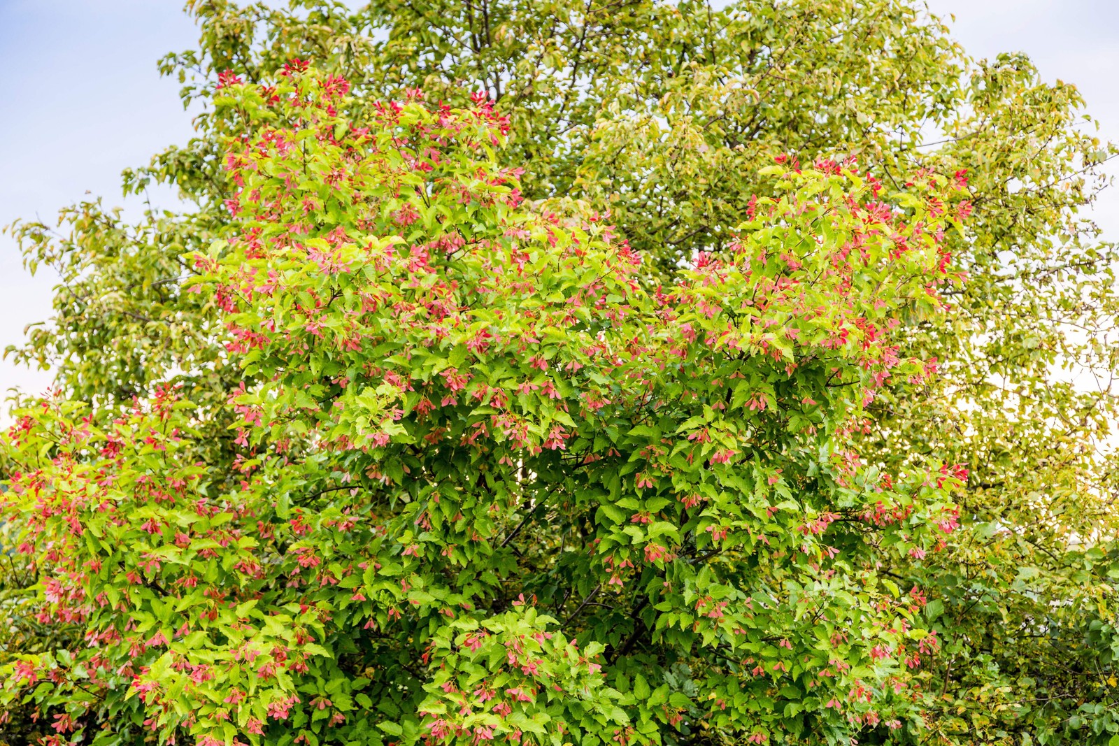 20 Tartarian FLAME MAPLE TREE Red Acer Tartaricum Seeds
