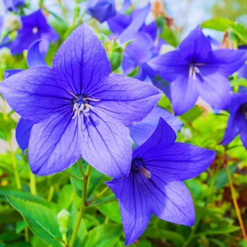 60 seeds| Blue Balloon Flower (Platycodon grandiflorus) Herb seeds #6005