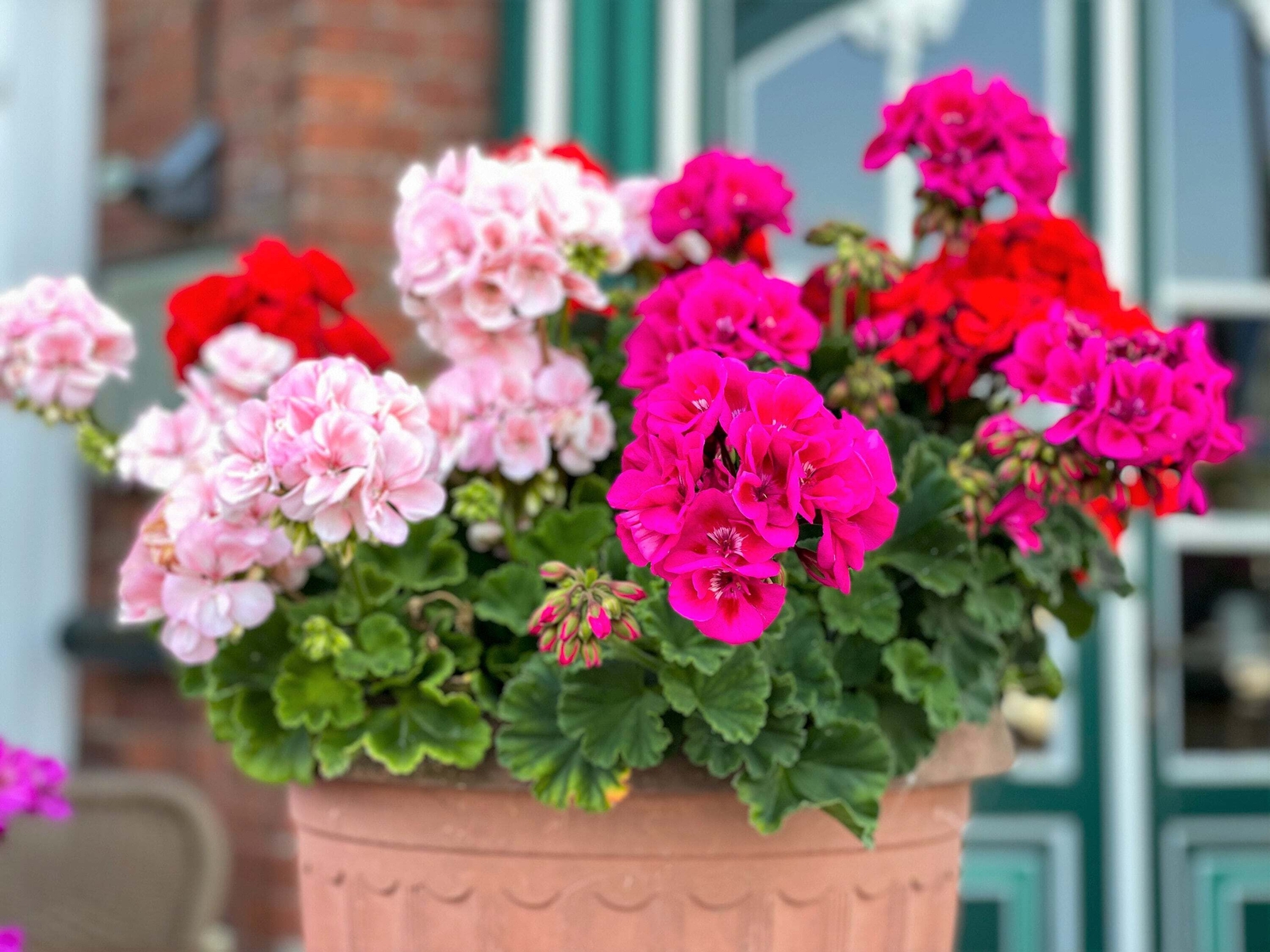 10 MIXED COLORS GERANIUM Pelargonium Zonale Pink Purple Red Salmon Flower Seeds