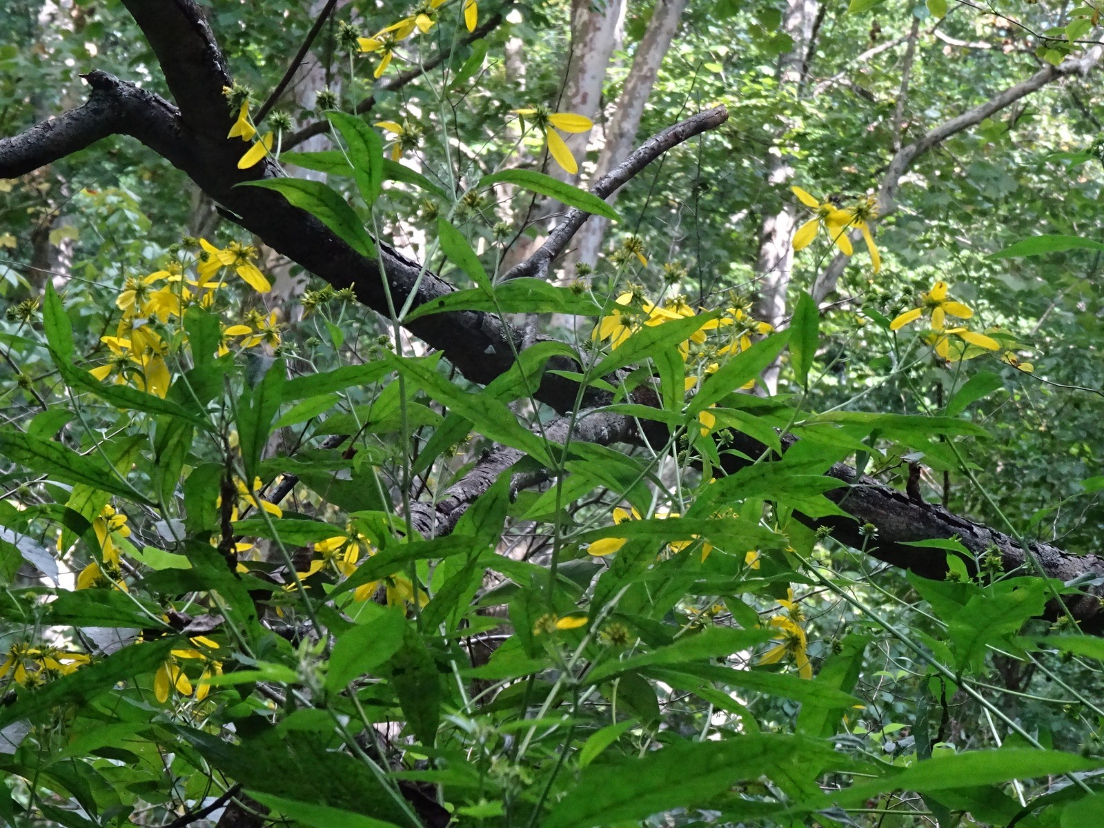 Wingstem Verbesina alternifolia 50 SEEDS NATIVE Perennial Wildflower FRESH 2025