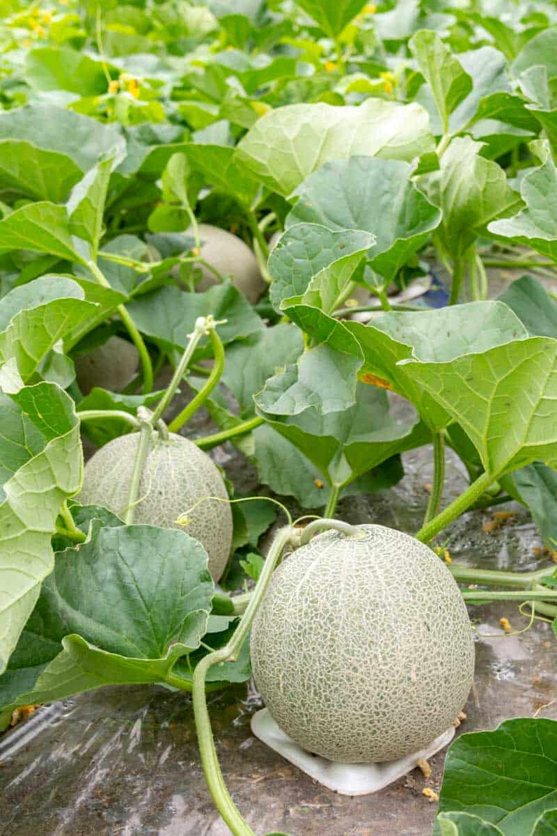 35 HONEY ROCK CANTALOUPE MELON SEEDS ~ heirloomseedguy ~ USA ~ 2026
