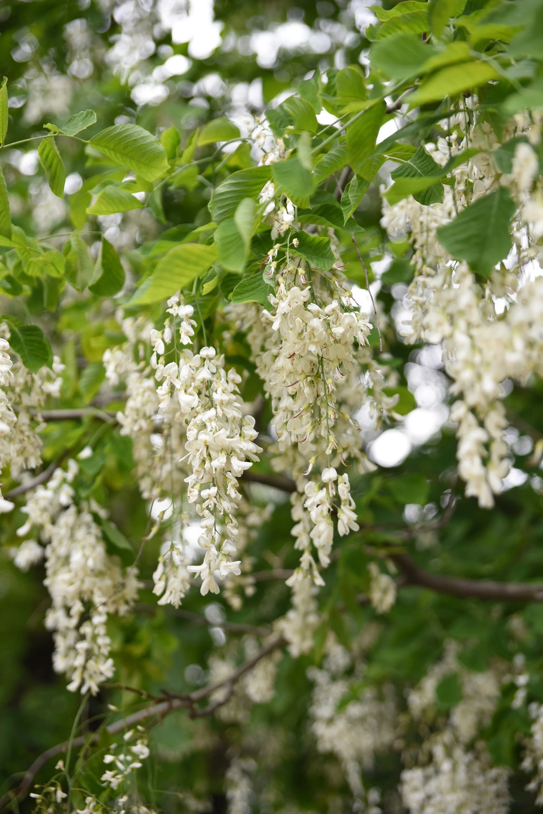 10 YELLOW ASH TREE Kentucky Yellowwood White Flr Cladrastis Lutea Kentukea Seeds