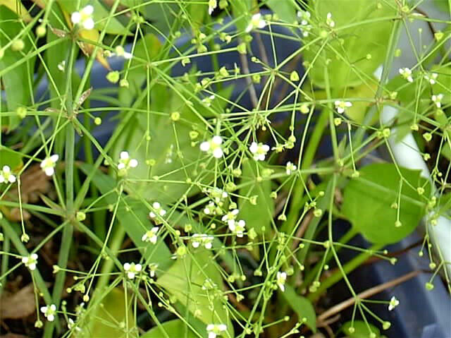 50 + NORTHERN WATER PLANTAIN SEEDS ( Alisma plantago-aquatica )