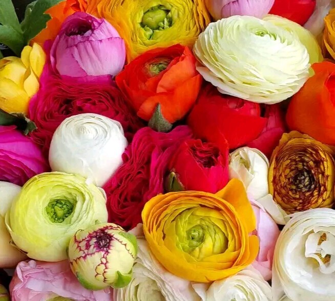 Ranunculus Bulbs 30 Mix Purple Gold Yellow Red Pink Wedding Peony Rose Flowers