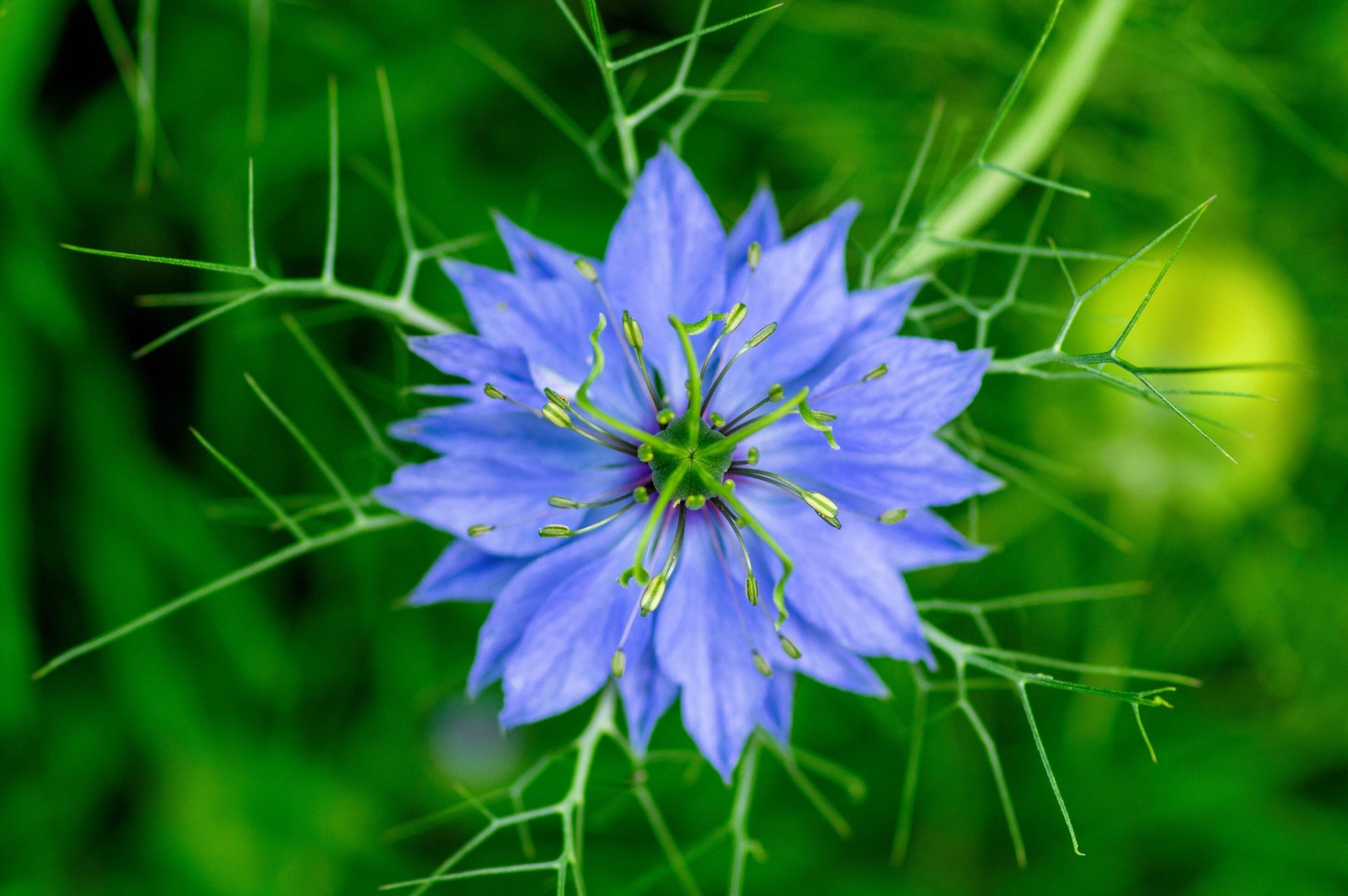 500 BLUE LOVE IN A MIST Miss Jekyll Nigella Damascena Flower Seeds *Comb S/H