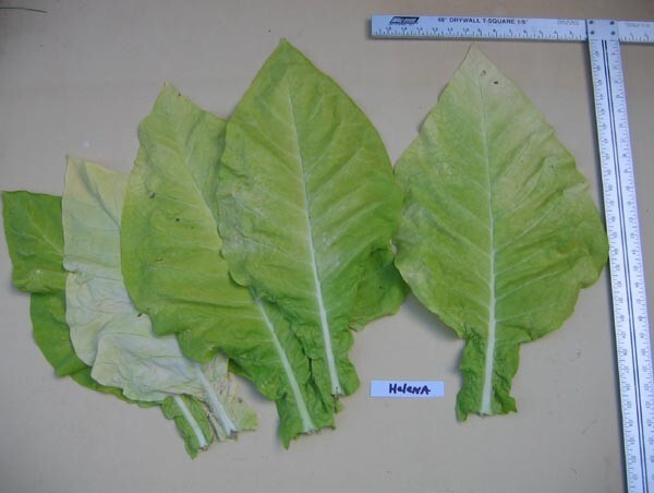 1000 Helena Tobacco Seeds ~ Smooth Mild Nicotiana Tabacum ~ Good Yields! ~ Early