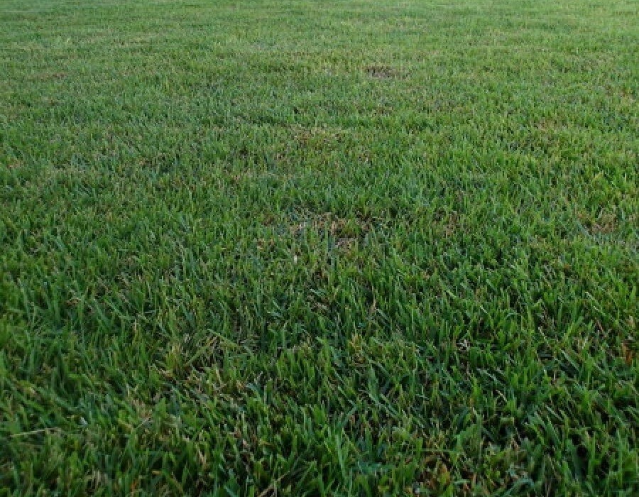 Zenith Zoysia Grass 5000 seeds starter kit