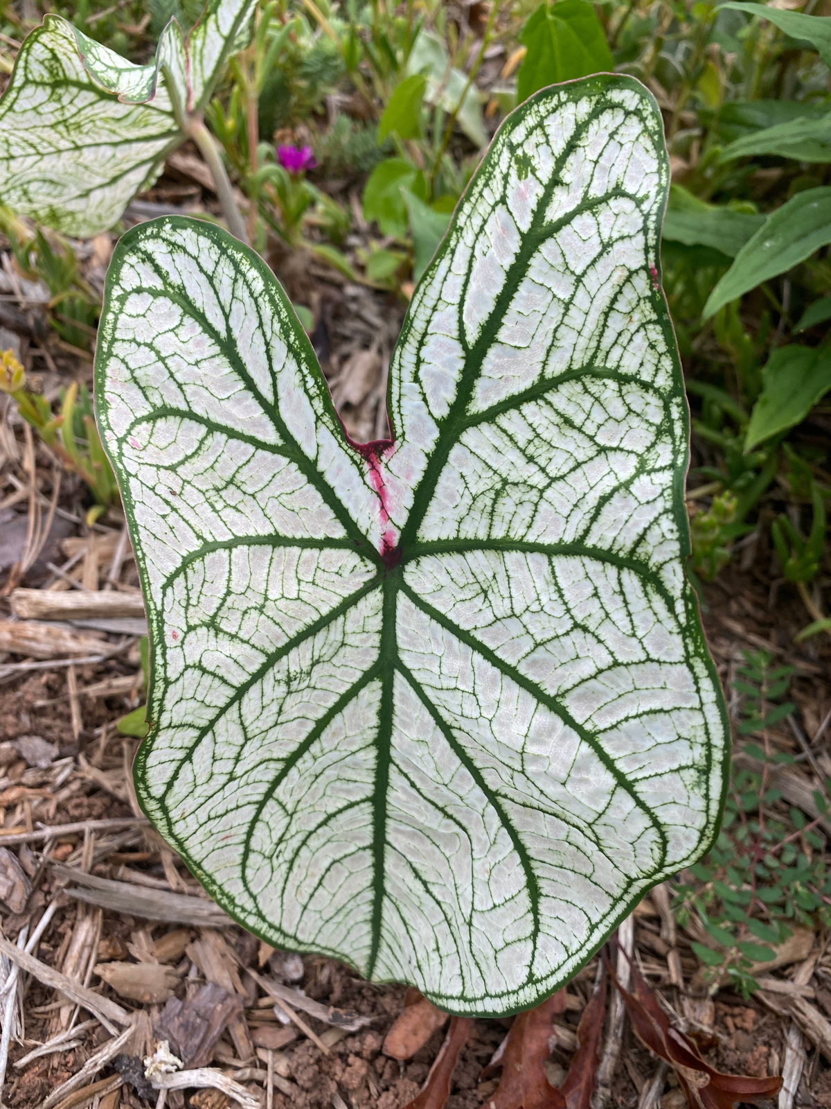 White and Green Candidum Caladium (2 Bulbs)