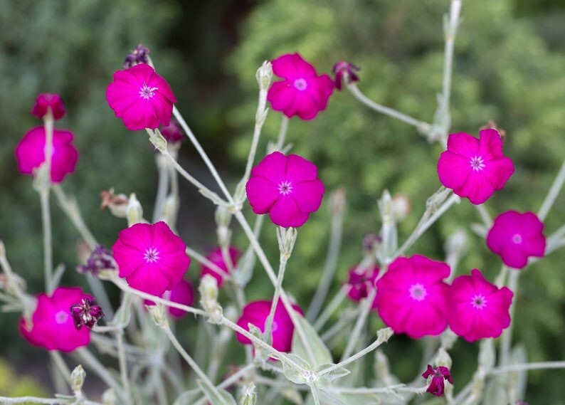 Rose Campion Mullein Pinks Lychnis coronaria Flower Premium Seed Packet