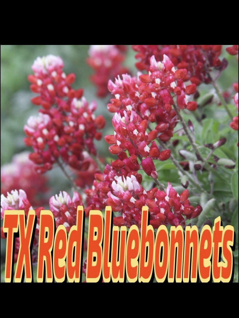 MAROON RED TEXAS BLUEBONNET Lupinus Texensis – 250 Bulk Seeds TX A&M Aggies