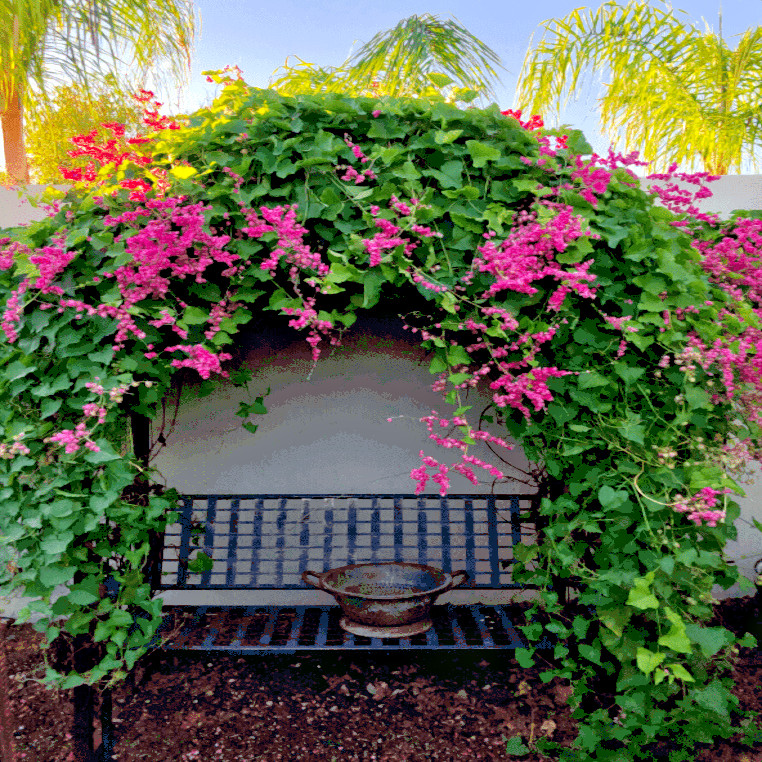 CORAL VINE SEEDS (Antigonon Leptopus) Mexican Creeper Chain of Love Pink Flower
