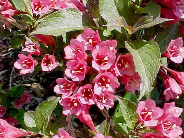 Weigela florida, Shrub Seeds (Fast, Showy, Hardy, Hummingbirds)