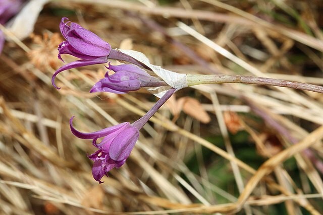 Allium acuminatum | Tapertip Onion | 10 Seeds