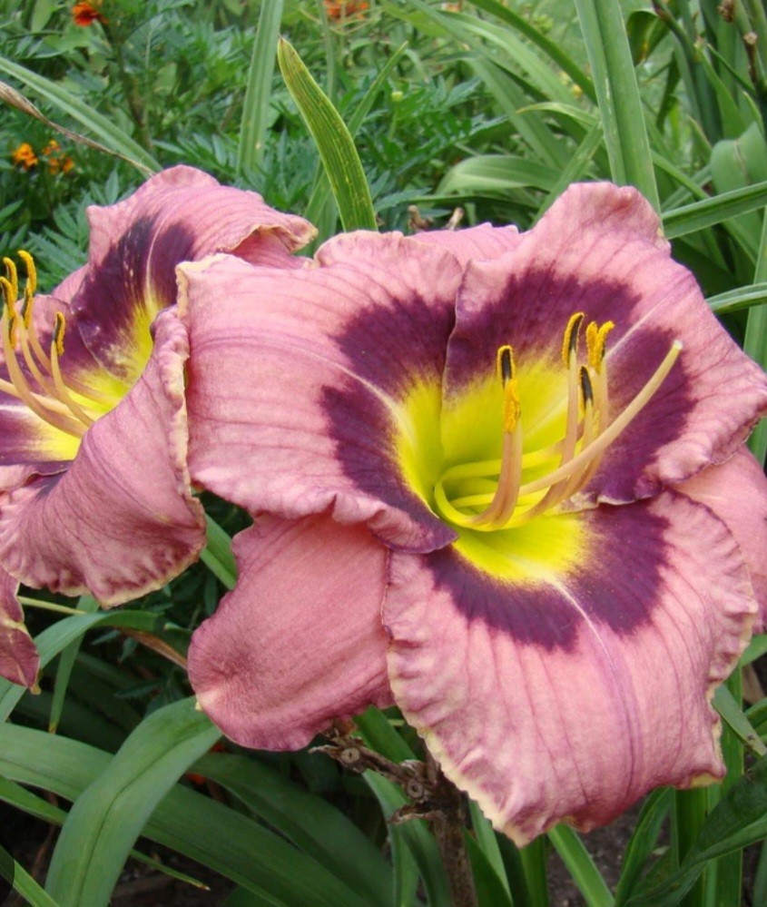Reblooming Always Afternoon Daylily Hemerocallis One Rooted Starter Plant