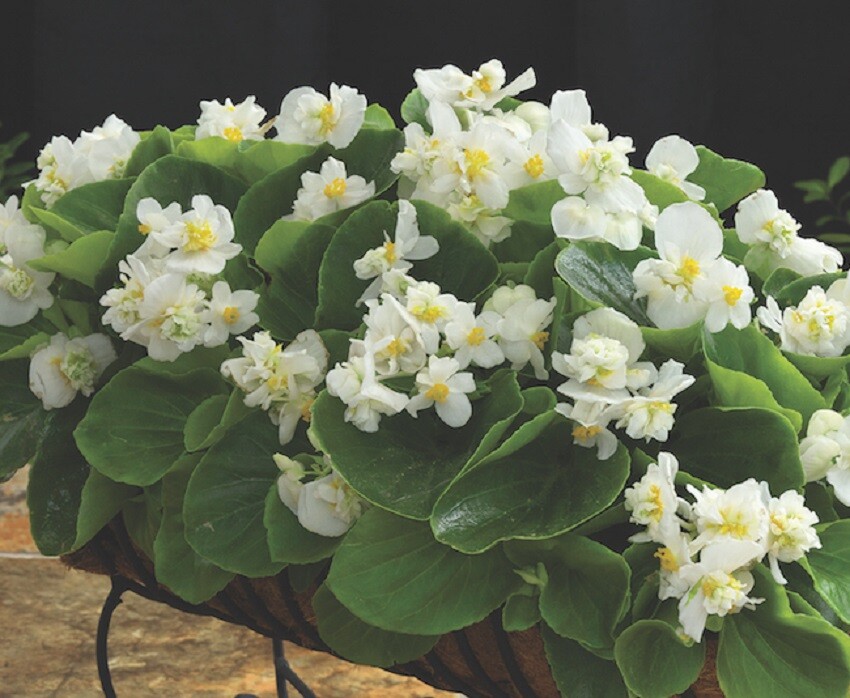 Begonia Seeds F1 Begonia Fiona White 25 Pelleted Seeds