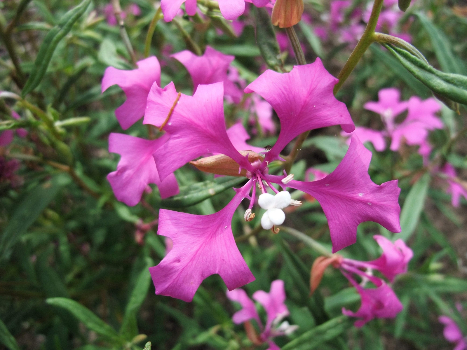 500 Mixed ELEGANT CLARKIA Mountain Garland Elegans Pink Purple Red Flower Seeds
