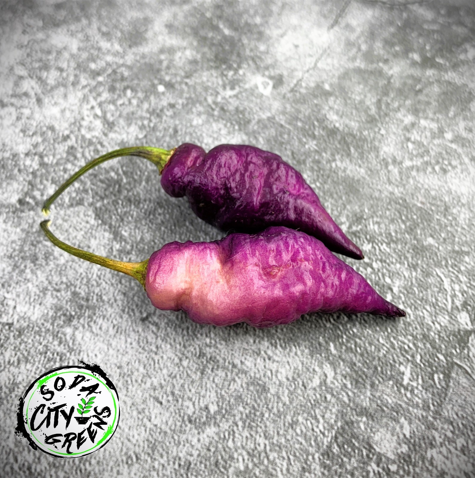 Dream DD Pepper Seeds