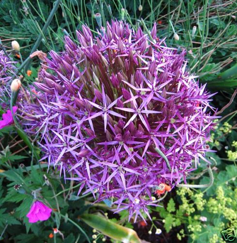 20+ RARE HUGE PURPLE ALLIUM CHRISTOPHII 12″ BASKETBALL FIREWORKS FLOWER SEEDS