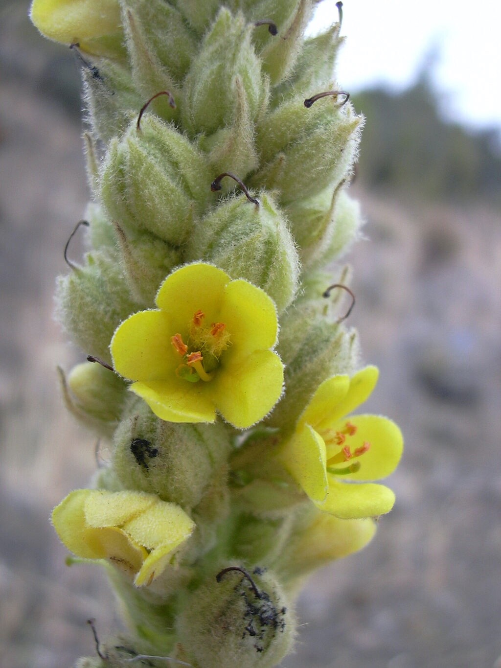 Mullein SEEDS (Verbascum Thapsus) FREE SHIPPING Medicinal Dried Herb USA
