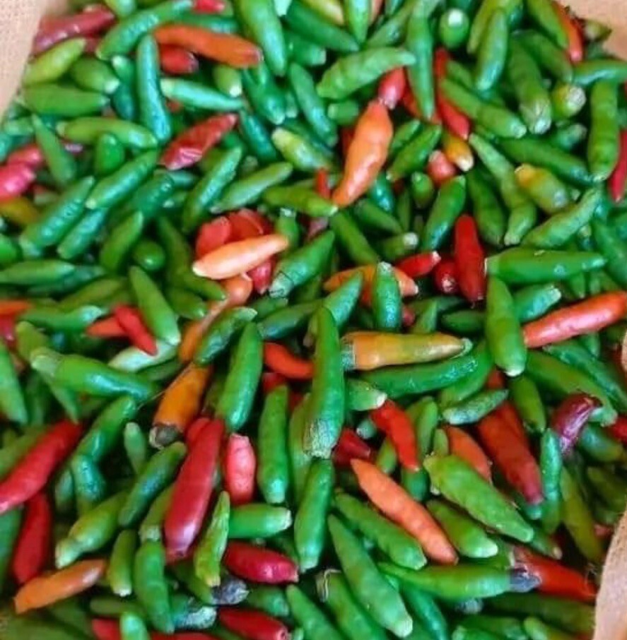 30+ SEEDS Bird’s Eye Chili Pepper SILING LABUYO NON GMO Buy2get1FREE!