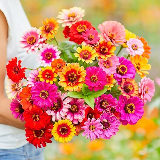 Zinnia CAROUSEL MIX Carnival Colors HeirloomLarge 4″ Blooms! Non-GMO 200 Seeds!