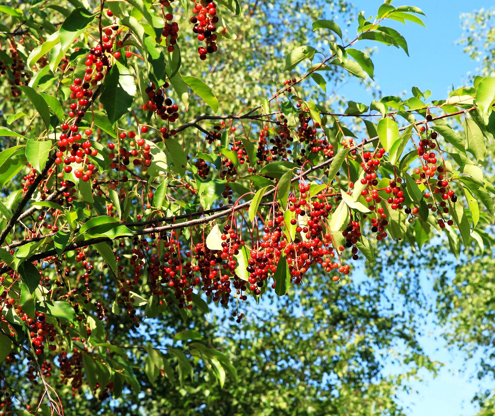 Black Cherry Tree Seeds – For 2026 Planting Prunus Serotina White Flower Blooms