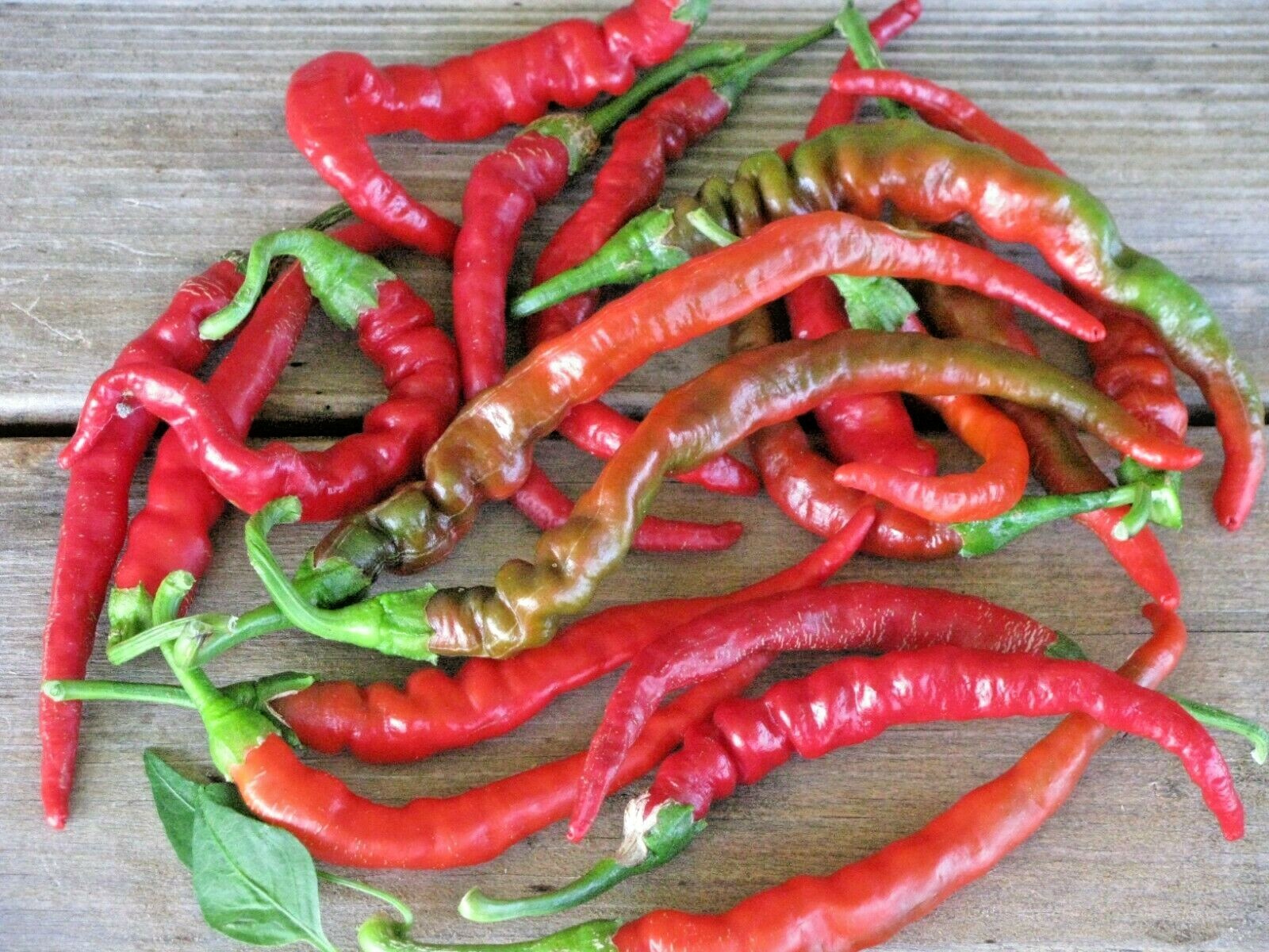 101+CAYENNE Hot Red PEPPER Seeds Organic Summer Vegetable Garden Container Easy