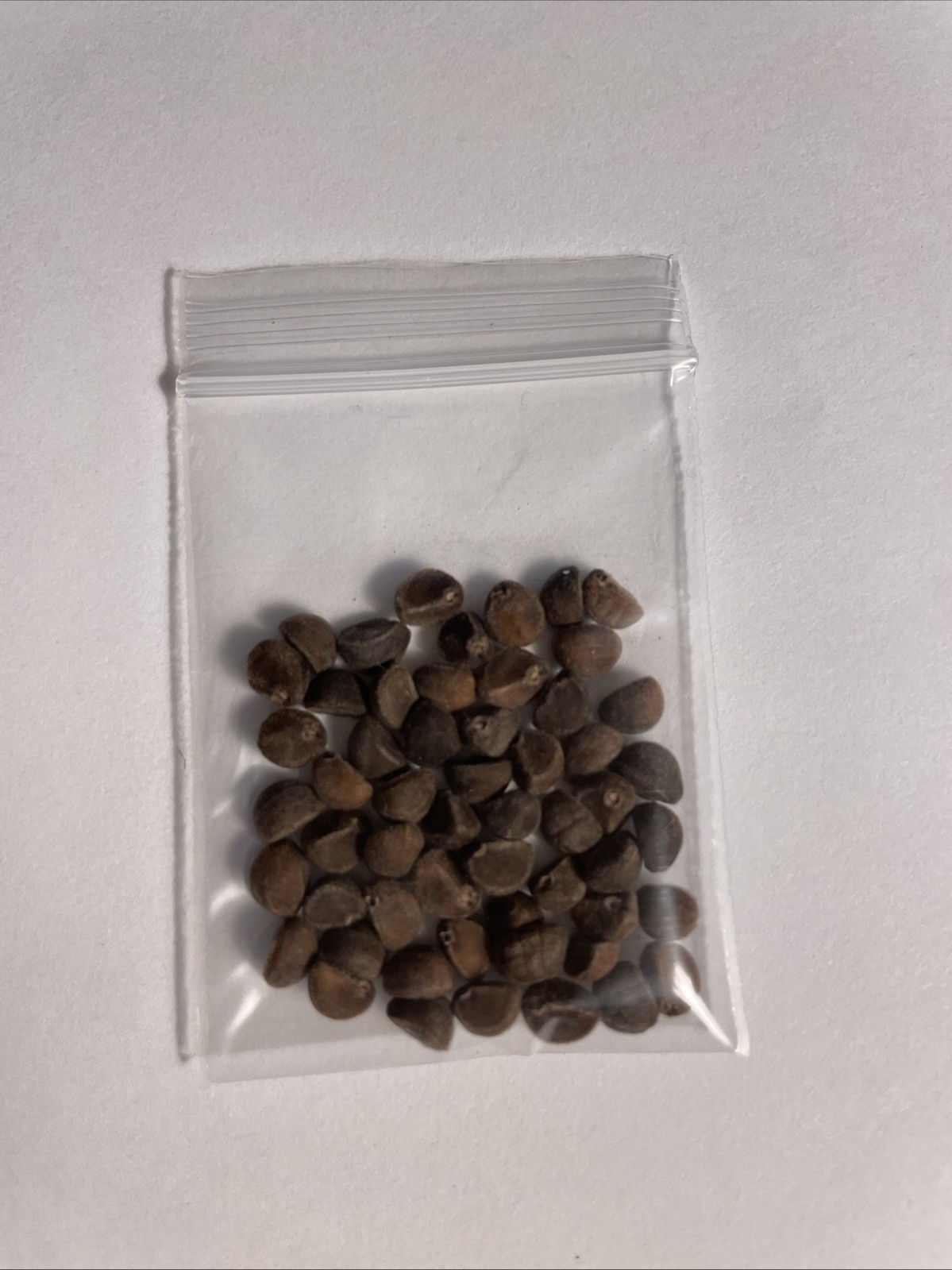 30 Water Spinach Seeds