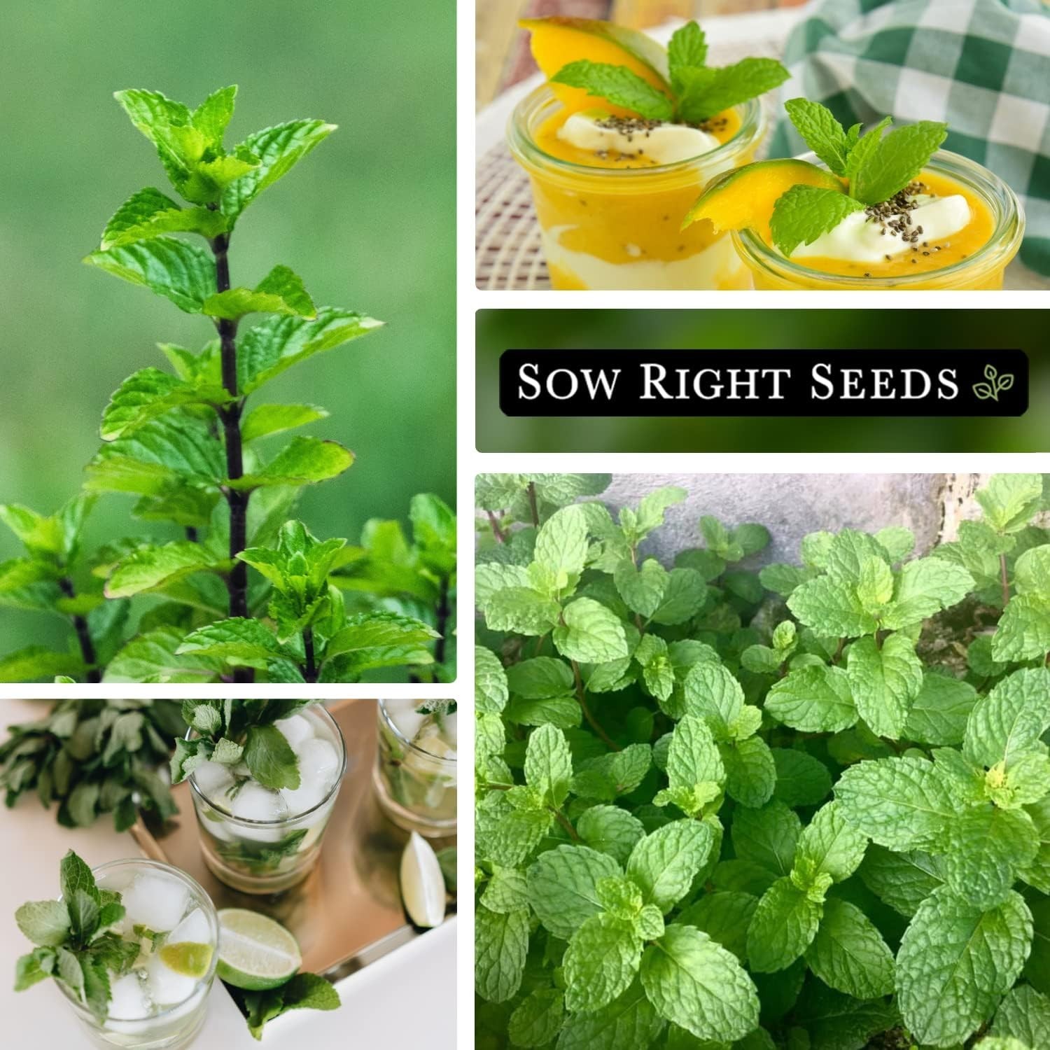 Non-GMO Mint Seeds for Indoor & Outdoor Herb Gardens – Easy to Grow