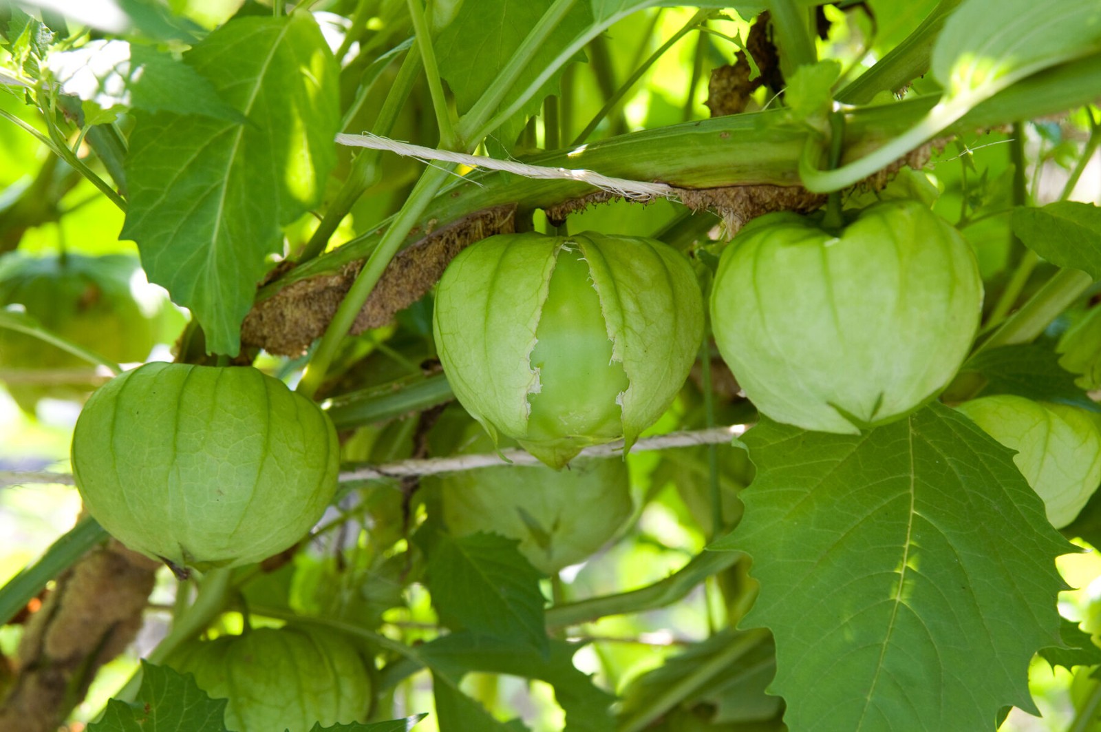 125+ Heirloom Toma Verde Tomatillo Seeds – Super Fast Growing – Early Harvest