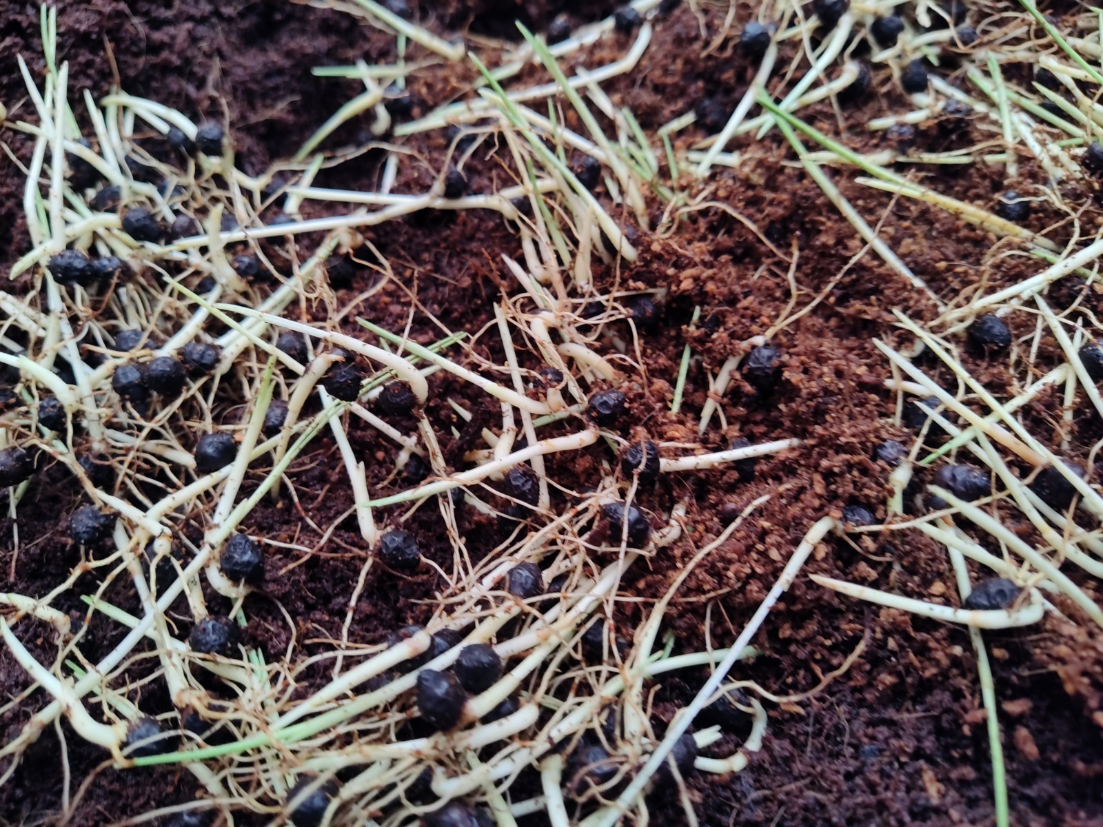 8-RED SEALING WAX PALM SEEDLINGS (Cyrtostachys renda)