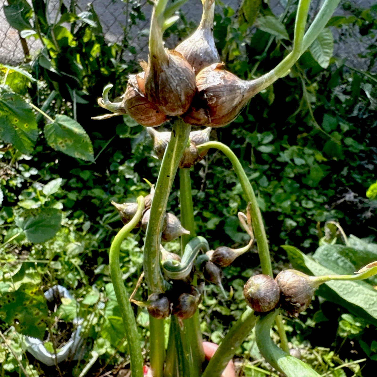 Egyptian Walking Onion Top Set Cluster of 12 plants matured plants see read