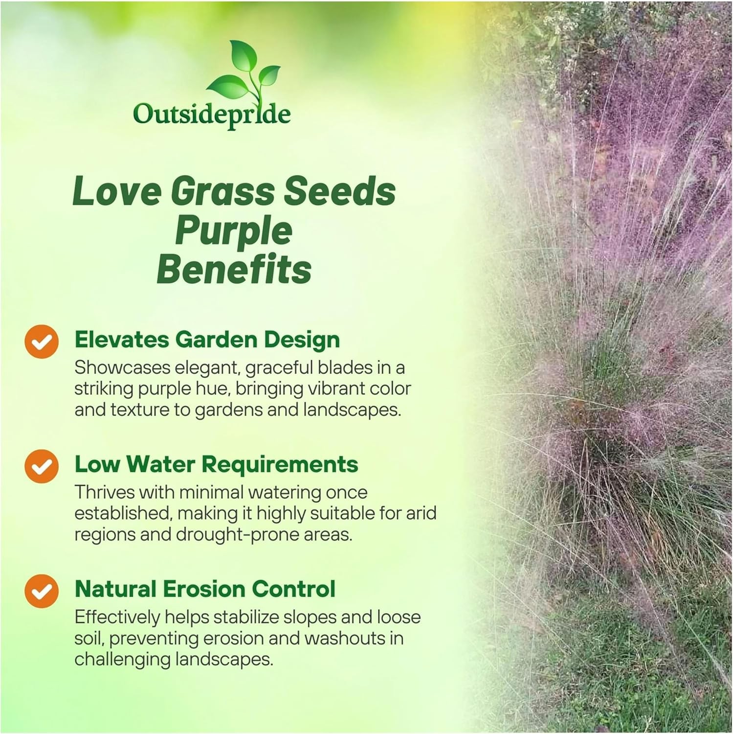 500 Seeds Drought Tolerant Love Grass Eragrostis Spectabilis Ornamental Grass